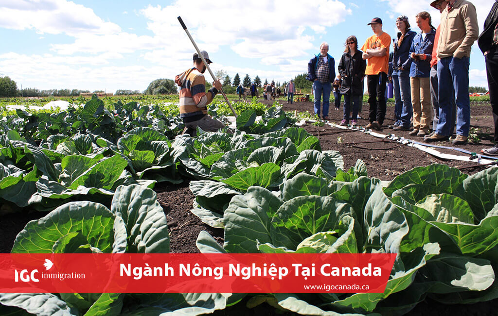 chính sách hỗ trợ nền nông nghiệp của chính phủ Canada