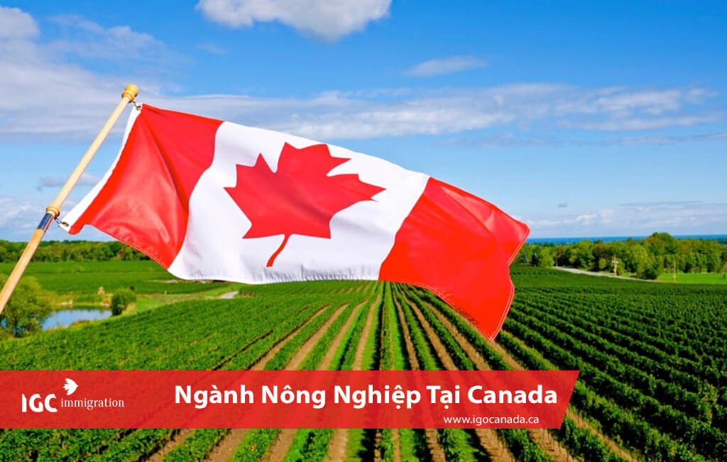 trang trai o Canada